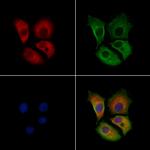 GABARAPL1 Polyclonal Antibody