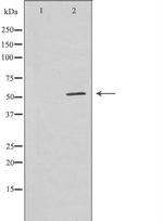 GABRG1 Polyclonal Antibody