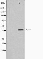 Galectin 9 Antibody in Western Blot (WB)