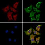 GAS7 Antibody in Immunocytochemistry (ICC/IF)