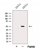 GAS7 Antibody in Western Blot (WB)
