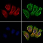 GPRASP1 Polyclonal Antibody