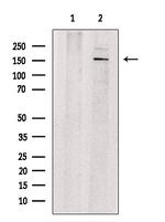 GPRASP1 Antibody in Western Blot (WB)