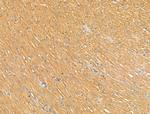 GFR alpha-2 Antibody in Immunohistochemistry (Paraffin) (IHC (P))