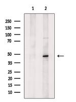 GFI1 Polyclonal Antibody