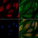 GFR alpha-3 Polyclonal Antibody