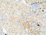 GFR alpha-3 Antibody in Immunohistochemistry (Paraffin) (IHC (P))