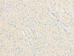 GFR alpha-3 Antibody in Immunohistochemistry (Paraffin) (IHC (P))