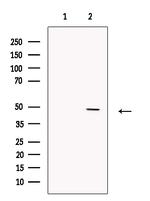 GFR alpha-3 Antibody in Western Blot (WB)