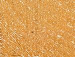 C17orf25 Antibody in Immunohistochemistry (Paraffin) (IHC (P))
