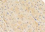 Glypican 2 Antibody in Immunohistochemistry (Paraffin) (IHC (P))