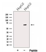 Glypican 1 Polyclonal Antibody