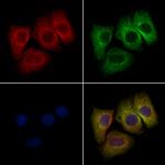 Glypican 4 Polyclonal Antibody