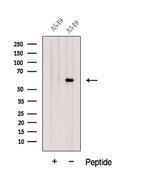 Glypican 4 Antibody in Western Blot (WB)