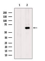 Glypican 4 Antibody in Western Blot (WB)