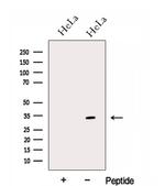 GNPDA1 Polyclonal Antibody