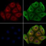 GOLGA4 Polyclonal Antibody