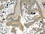 GOLGA4 Antibody in Immunohistochemistry (Paraffin) (IHC (P))