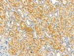GOLGA4 Antibody in Immunohistochemistry (Paraffin) (IHC (P))