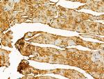 GOLGA4 Antibody in Immunohistochemistry (Paraffin) (IHC (P))