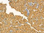 GOLGA4 Antibody in Immunohistochemistry (Paraffin) (IHC (P))