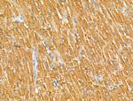 GOLGA4 Antibody in Immunohistochemistry (Paraffin) (IHC (P))