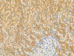 GOLGA4 Antibody in Immunohistochemistry (Paraffin) (IHC (P))