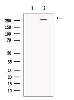 GOLGA4 Antibody in Western Blot (WB)
