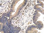 GP340 Antibody in Immunohistochemistry (Paraffin) (IHC (P))