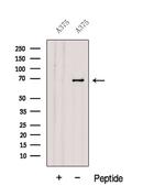 GPNMB Antibody in Western Blot (WB)