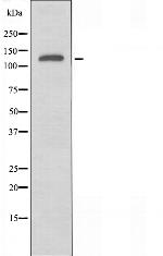 GPR126 Polyclonal Antibody