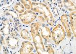 GPR139 Polyclonal Antibody