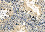 GPR139 Antibody in Immunohistochemistry (Paraffin) (IHC (P))