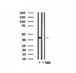 GPR139 Antibody in Western Blot (WB)