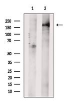 GREB1 Polyclonal Antibody