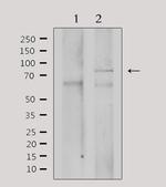 GRK3 Polyclonal Antibody
