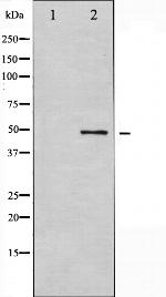 GSK3 alpha Polyclonal Antibody
