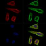 GUCY1A2 Polyclonal Antibody