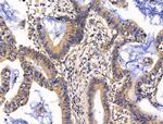 GUCY1A2 Antibody in Immunohistochemistry (Paraffin) (IHC (P))