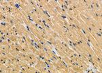 HAX1 Antibody in Immunohistochemistry (Paraffin) (IHC (P))