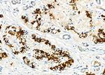 HGF Antibody in Immunohistochemistry (Paraffin) (IHC (P))