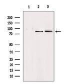 HGF Antibody in Western Blot (WB)