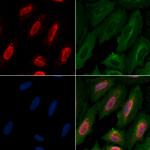 HP1 gamma Polyclonal Antibody