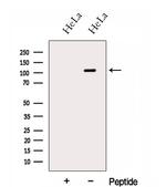 HPS3 Antibody in Western Blot (WB)