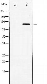 HSL Polyclonal Antibody