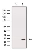 HSP20 Antibody in Western Blot (WB)