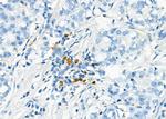 ICOS (CD278) Antibody in Immunohistochemistry (Paraffin) (IHC (P))