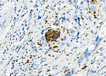 ICOS (CD278) Antibody in Immunohistochemistry (Paraffin) (IHC (P))