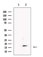 IEX-1 Antibody in Western Blot (WB)