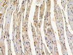 IGFBP6 Antibody in Immunohistochemistry (Paraffin) (IHC (P))